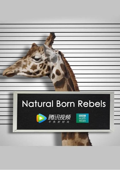 你这个坏怂